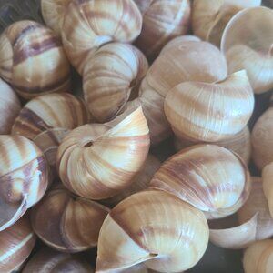 Lot of shells